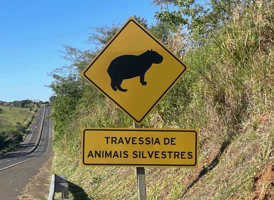 DER-SP alerta para risco de animais na pista